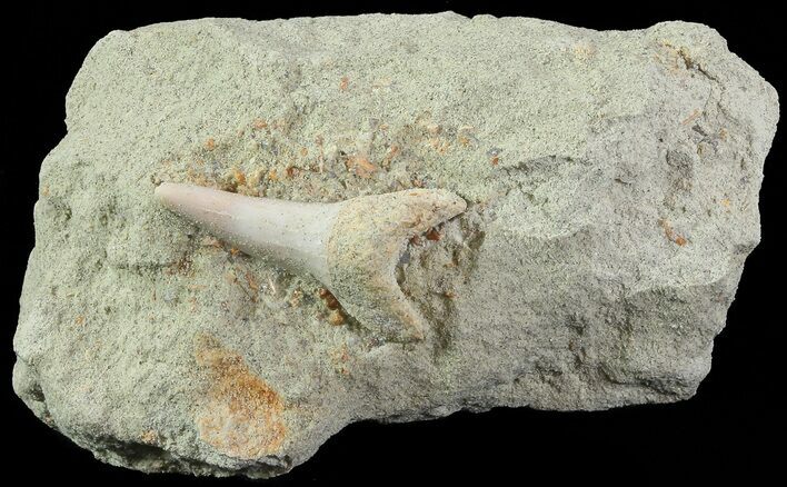 Mako Shark Tooth Fossil On Sandstone - Bakersfield, CA #68994
